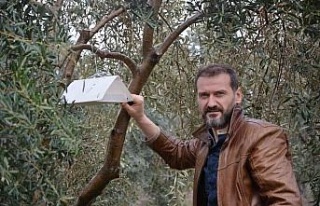 Zeytin ağaçlarında hastalık ve zararlıların...