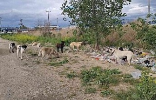Aydın’da başıboş köpekler hem yayaların hem...