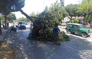 Aydın’da faciadan dönüldü