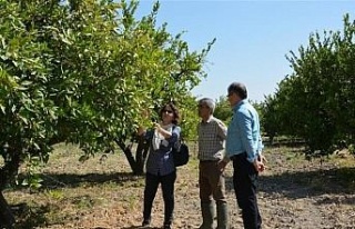 Aydın’da turunçgil unlu bit zararlısı ile mücadele...
