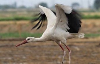 Aydın’ın sembolü leylekler gelmez oldu