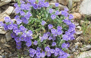 Bu çiçeği koparmak cesaret ister