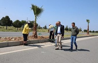 Didim Belediyesi, 250 adet palmiye ağacının dikimini...
