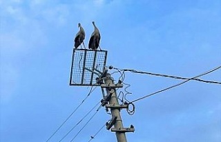 Kırılan leylek yuvasını ADM ekipleri düzeltti