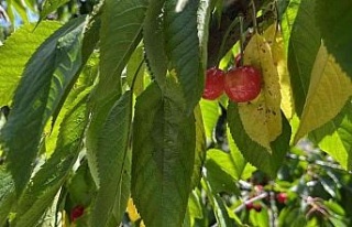 Kuşadası’nda kiraz hasadı başladı