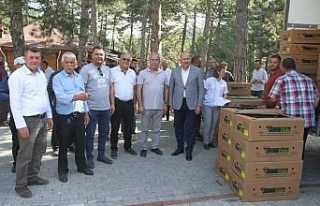 Kuyucak’ta üreticilere binlerce domates fidesi...