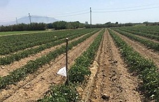 Nazilli’de domatesler hastalıklardan korunuyor