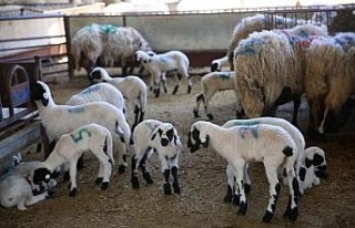 Sakız Koyunu Çiftliği’nde doğumlar başladı