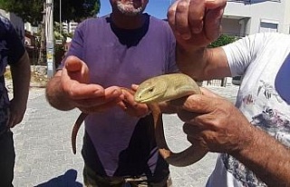 Yaşam alanları azalan oluklu kertenkelelerine dikkat...