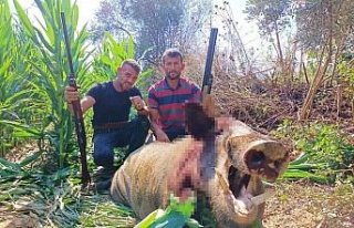 250 kiloluk dev domuz, avcılar tarafından vuruldu