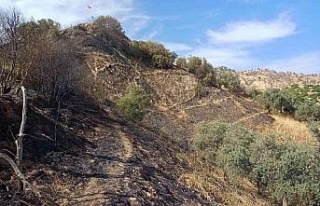 Aydın’da zeytinlik alandaki yangın büyümeden...