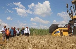 Başkan Atay’dan buğday hasadı