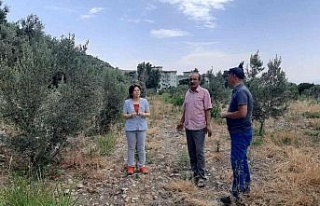 Çiftçiler, ’verticllium solgunluğu’ hastalığına...