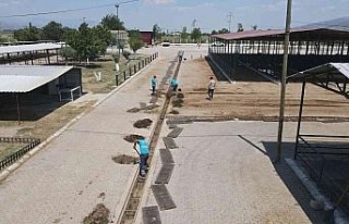 Hayvan Pazarı bayrama hazırlanıyor