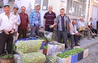 İlek sezonu başladı, kilosu 15 TL’ye alıcı...