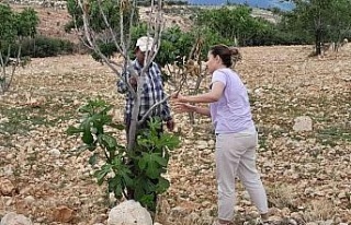 İncir ağaçlarında ’teke böceği’ alarmı