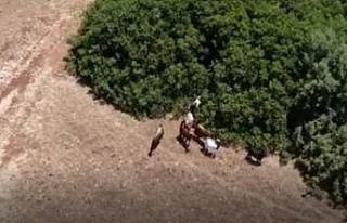 Jandarma kayıp keçileri dronle buldu