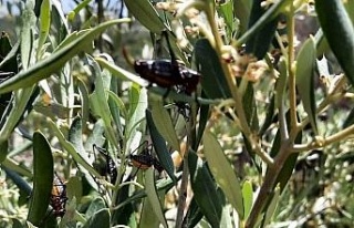 Karacasu’da zeytin ağaçlarını çekirgeler istila...