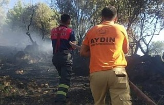 Koçarlı’da zeytinlik alanda yangın