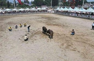 Nazilli 2. Geleneksel Boğa Güreşi Festivali yapıldı