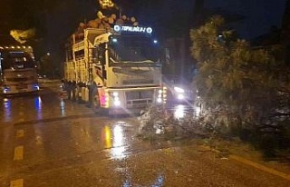 Nazilli’de ağaçlar, rüzgara dayanamadı