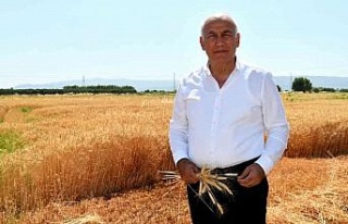 Söke Belediyesi ikinci kez buğday hasadı yaptı