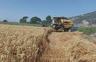 Söke Ovası’nda buğday bereketi