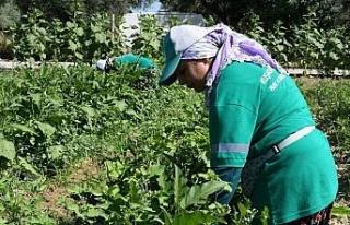 Adabahçe’de yaz bereketi yaşanıyor