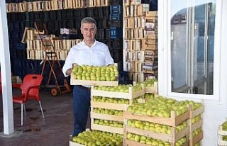 Aydın’da taze incirde hasat sezonu başladı