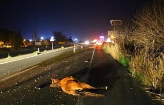 Başıboş atlar yine kazaya neden oldu