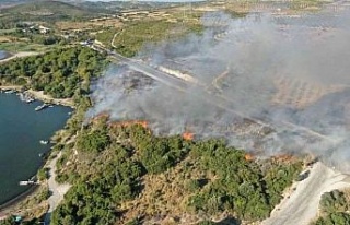 Didim’de orman yangını korkuttu