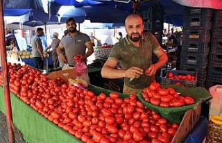 Salçalık domatesler tezgahlara indi