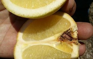Turunçgillerde Harnup Güvesi’ne dikkat