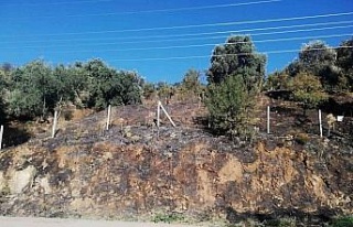 Yangında 100 dönüm arazi zarar gördü