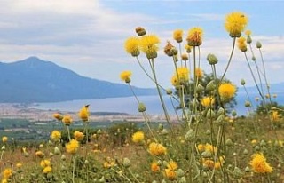 Aydın Gaşağı, kanser araştırmalarına da ışık...