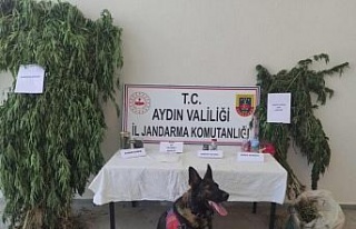 Aydın’da 1 haftada 7 uyuşturucu taciri tutuklandı