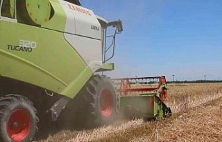 Aydın’da buğday hasadı başladı