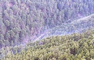 Aydın’daki orman yangını söndürüldü