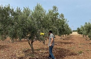 Didimli üreticilere zeytin sineği zararlısı uyarısı
