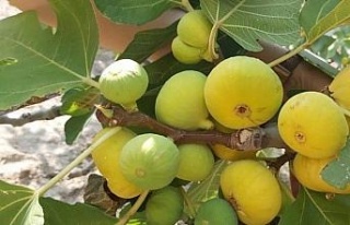 İncir ağaçlarında kalsiyumlu yaprak gübresi ile...