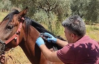 Karacasu’da rahvan atları kimliklendirildi