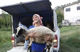 Koyunları telef olan kadın çobanın imdadına Başkan...