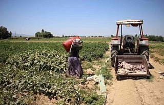 Tarlada çalışan işçi kadınlardan hemcinslerine...