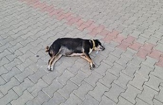 Zehirlenen köpek, sokak ortasında can çekişerek...