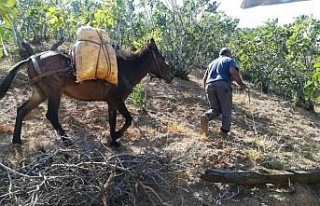 Aydın’ın sarp arazilerinde üreticilerin en büyük...