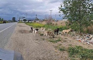 Aydınlı çobanlar sokak köpeği sorunlarının...