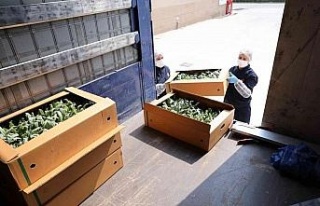 Efeler’in projesi yavru vatanda hayat buluyor