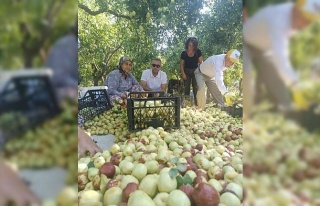 Efeler’in tek kapama hünnap bahçesinde hasat heyecanı