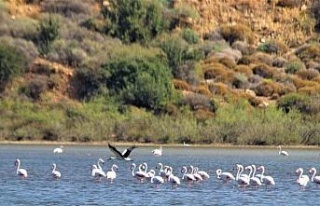 Flamingolar, Avşarlı’yı kabullendi