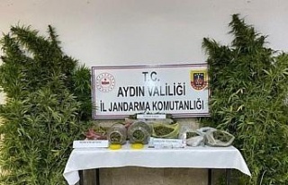 İsabeyli’de, 2 bin 520 gram uyuşturucu ve 51 kök...